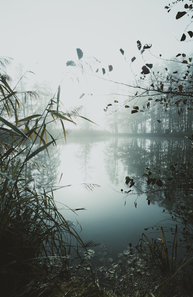 A misty lake scene with reflections and lush flora, captured at sunrise, evokes tranquility and natural beauty.